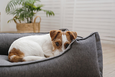 梗犬