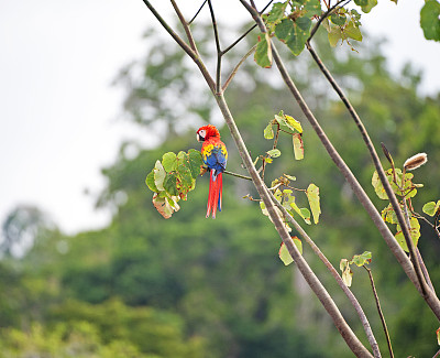 一只红色金刚鹦鹉独自栖息在哥斯达黎加尼科亚湾Tarcoles河的树梢上