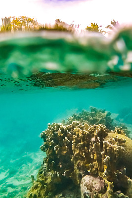 热带加勒比海洋生物水下珊瑚礁和海洋鱼类风景优美