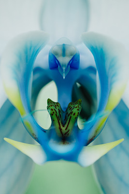 蓝色蝴蝶兰的中心图像