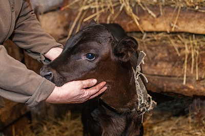 可爱的小牛站在村庄的木谷仓里。奶牛站在干草旁边。谷仓和干草。