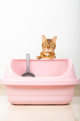 猫砂盆