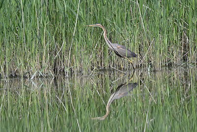 紫鹭(Ardea purpurea)