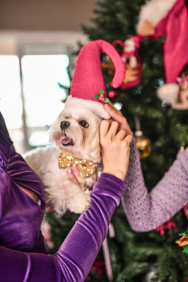 女性与可爱的狗玩，给它穿上圣诞服装