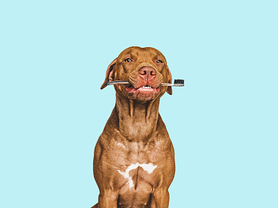 纯种犬
