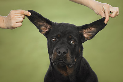 罗威纳犬