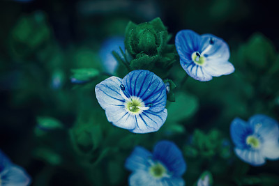 小维罗妮卡长在春天的草地上，蓝色的花，选择性集中