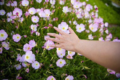 女人手抚花