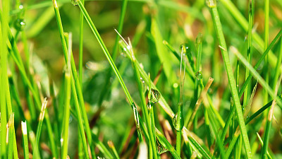 花园中的露珠和修剪过的小草的微距摄影。水珠在草叶上的特写。成长和照顾一个美丽的草坪概念。