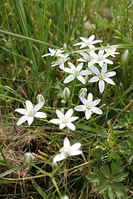 百合科的白花，产于加拿大不列颠哥伦比亚省西南部
