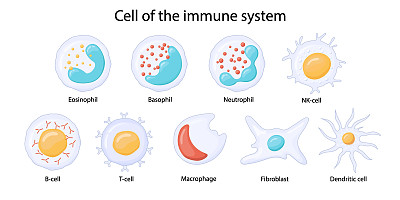 免疫系统的细胞。白细胞或白细胞嗜酸性粒细胞，嗜中性粒细胞，嗜碱性粒细胞，巨噬细胞，成纤维细胞和树突状细胞。