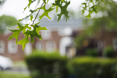 住宅区的夏雨。聚焦在树叶上，社区模糊在背景中。