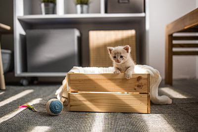 小猫