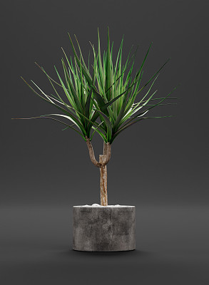 肉质植物