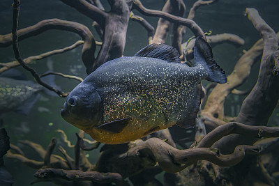 食人鱼在水下。有根的黑色食人鱼水族馆中危险的攻击性鱼
