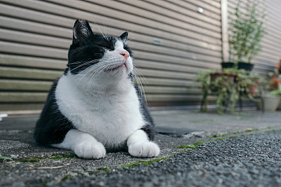 一只猫躺着抬头看