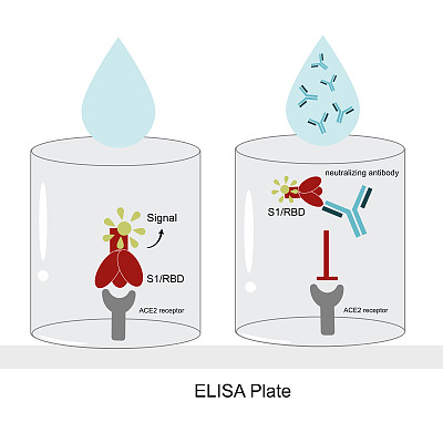 中和抗体检测用孔板替代病毒中和试验(竞争性ELISA)的近距离观察