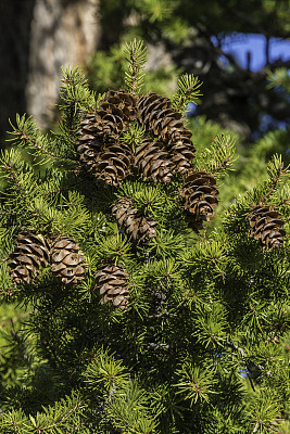 落基山道格拉斯冷杉(Pseudotsuga menziesii var. glauca)是一种常绿针叶树，原产于北美西部内陆山区。黄石国家公园，怀俄明州。视锥细胞。