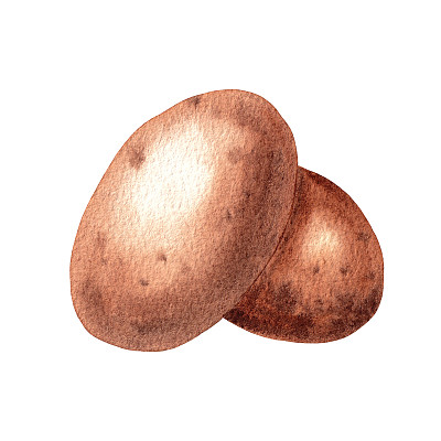 土豆。手绘水彩插图在白色背景。