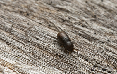 微小的树真菌甲虫，顺bidentatus在木材上