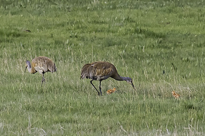 沙丘鹤(Antigone canadensis)是北美洲和西伯利亚东北部的一种大型鹤。黄石国家公园，怀俄明州。成年企鹅带着两只小企鹅。