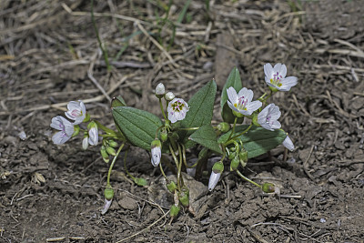 马齿苋是马齿苋科的一种野花，又称马齿苋春美花和西洋春美花。黄石国家公园，怀俄明州。