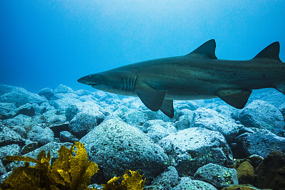 灰护士鲨鱼在海藻上方的超海洋清澈的蓝色海水中游泳