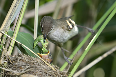 大苇莺正在喂雏鸟(Acrocephalus arundinaceus)