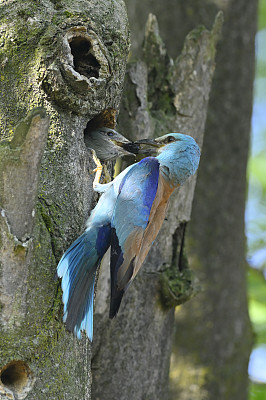 欧洲窝滚鼠(Coracias garrulus)