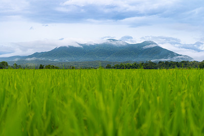 雾山稻田泰国