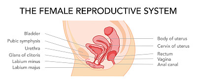 不同样式和横截面的女性生殖系统子宫。侧视图在一个切割。人体解剖内部器官定位方案，宫颈平式图标。矢量医疗插图
