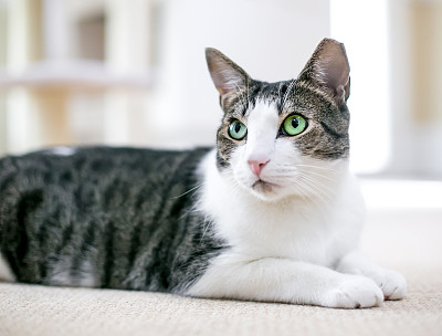 斑纹猫