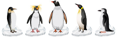 一群不同种类的企鹅站在冰上