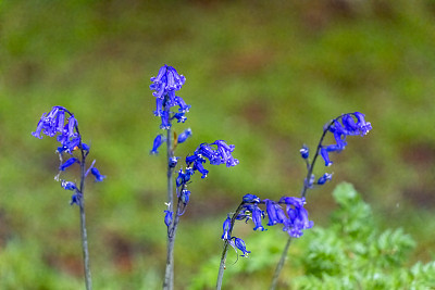 蓝铃花