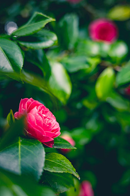 山茶花/日本山茶花