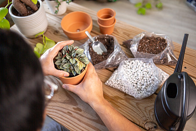 一名男子照料室内盆栽植物的俯视图