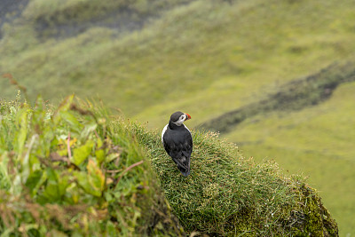 美丽的海雀在海岸悬崖，冰岛。