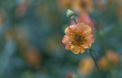 水杨梅属植物的花