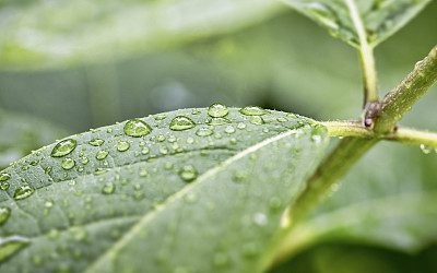 小雨打在树叶