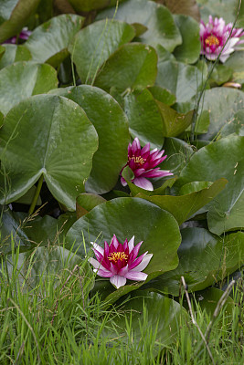 粉红色的睡莲荷花和绿色的圆叶子在池塘上。垂直的框架。