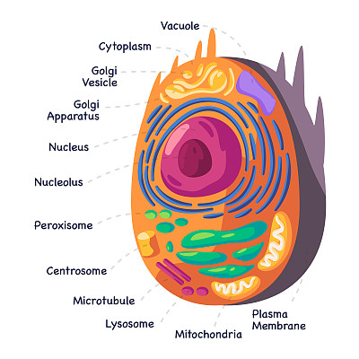 结构人动物细胞线粒体解剖图对细胞核细胞生物学绘图说明