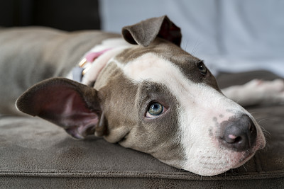 蓝眼睛梗犬的股票照片