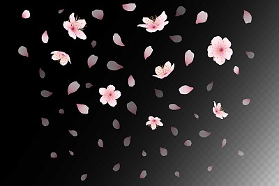 凋谢的樱花绽放。花背景孤立在黑色。飞日本孤立的纸屑，神奇的粉红杏或樱桃玫瑰图案。日本的春天。向量透明设置