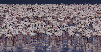 小火烈鸟(Phoenicopterus minor)是一种出现在撒哈拉以南非洲的火烈鸟。纳库鲁湖国家公园，肯尼亚