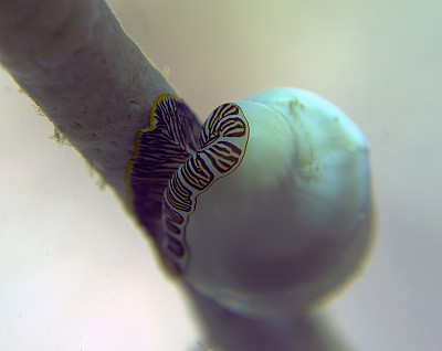 火烈鸟舌蜗牛