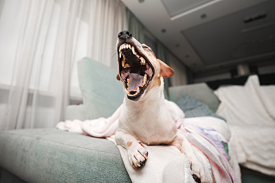 梗犬