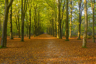 穿过山毛榉林的小路，森林地面上有棕色的叶子