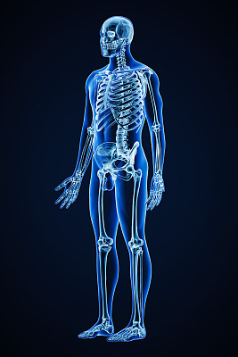 准确的x线前四分之三视图全人体骨骼系统与成年男性身体轮廓三维渲染插图。医学，保健，解剖学，骨科，科学概念。