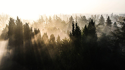 雾天与树，晨雾，阴天，阴天与树，航拍雾景，航拍雾天摄影，航拍幽暗，滑翔穿过拱形树