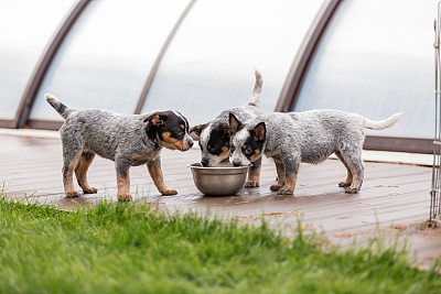 纯种犬